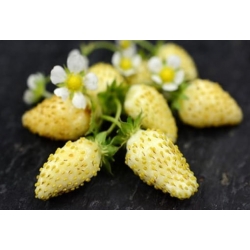 nasiona owoców Poziomka Yellow Wonder swikx236